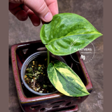 Scindapsus Jade Satin Variegated Plant in a Nursery Pot - Rare Tropical - EXACT Plant - US Seller