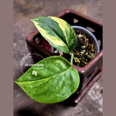 Scindapsus Jade Satin Variegated Plant in a Nursery Pot - Rare Tropical - EXACT Plant - US Seller