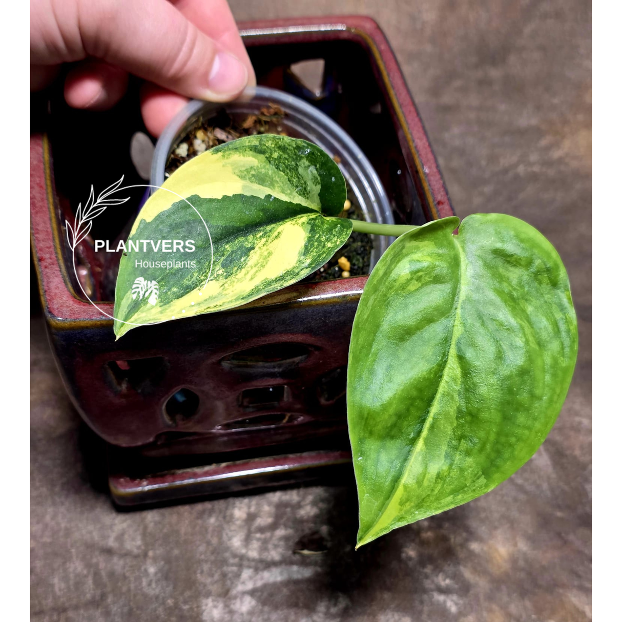 Scindapsus Jade Satin Variegated Plant in a Nursery Pot - Rare Tropical - EXACT Plant - US Seller