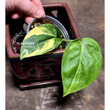 Scindapsus Jade Satin Variegated Plant in a Nursery Pot - Rare Tropical - EXACT Plant - US Seller