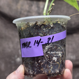 Scindapsus Jade Satin Variegated Plant in a Nursery Pot - Rare Tropical - EXACT Plant - US Seller