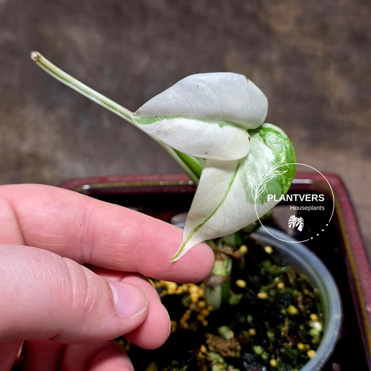 Variegated Monstera Albo - Rare White Monstera Borsigiana Albo Baby Leaf EXACT Plant - US Seller