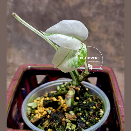 Variegated Monstera Albo - Rare White Monstera Borsigiana Albo Baby Leaf EXACT Plant - US Seller