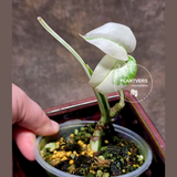 Variegated Monstera Albo - Rare White Monstera Borsigiana Albo Baby Leaf EXACT Plant - US Seller