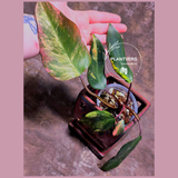 Variegated Philodendron Strawberry Shake - Super RARE Collector Plant - Philodendron Pink Plant - Live Indoor Plant - Exact Pot - US seller