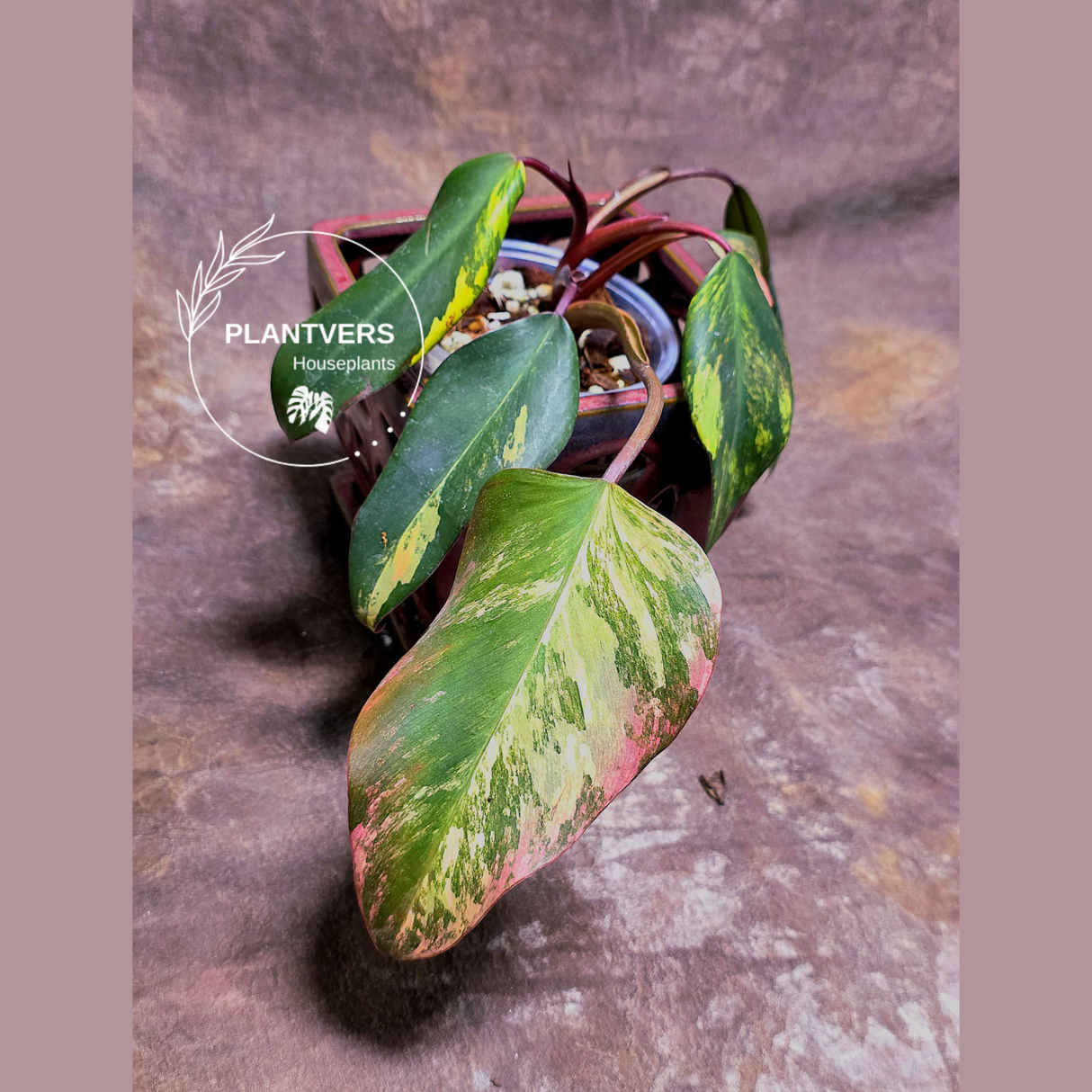 Variegated Philodendron Strawberry Shake - Super RARE Collector Plant - Philodendron Pink Plant - Live Indoor Plant - Exact Pot - US seller