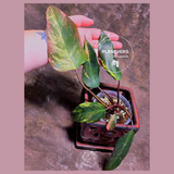 Variegated Philodendron Strawberry Shake - Super RARE Collector Plant - Philodendron Pink Plant - Live Indoor Plant - Exact Pot - US seller