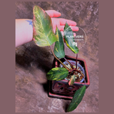 Variegated Philodendron Strawberry Shake - Super RARE Collector Plant - Philodendron Pink Plant - Live Indoor Plant - Exact Pot - US seller