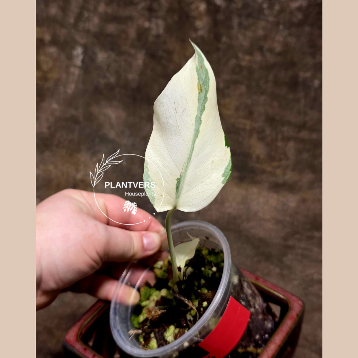 Variegated Monstera Albo - Rare White Monstera Borsigiana Baby Leaf EXACT Plant - US Seller