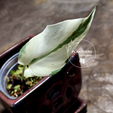 Variegated Monstera Albo - Rare White Monstera Borsigiana Baby Leaf EXACT Plant - US Seller
