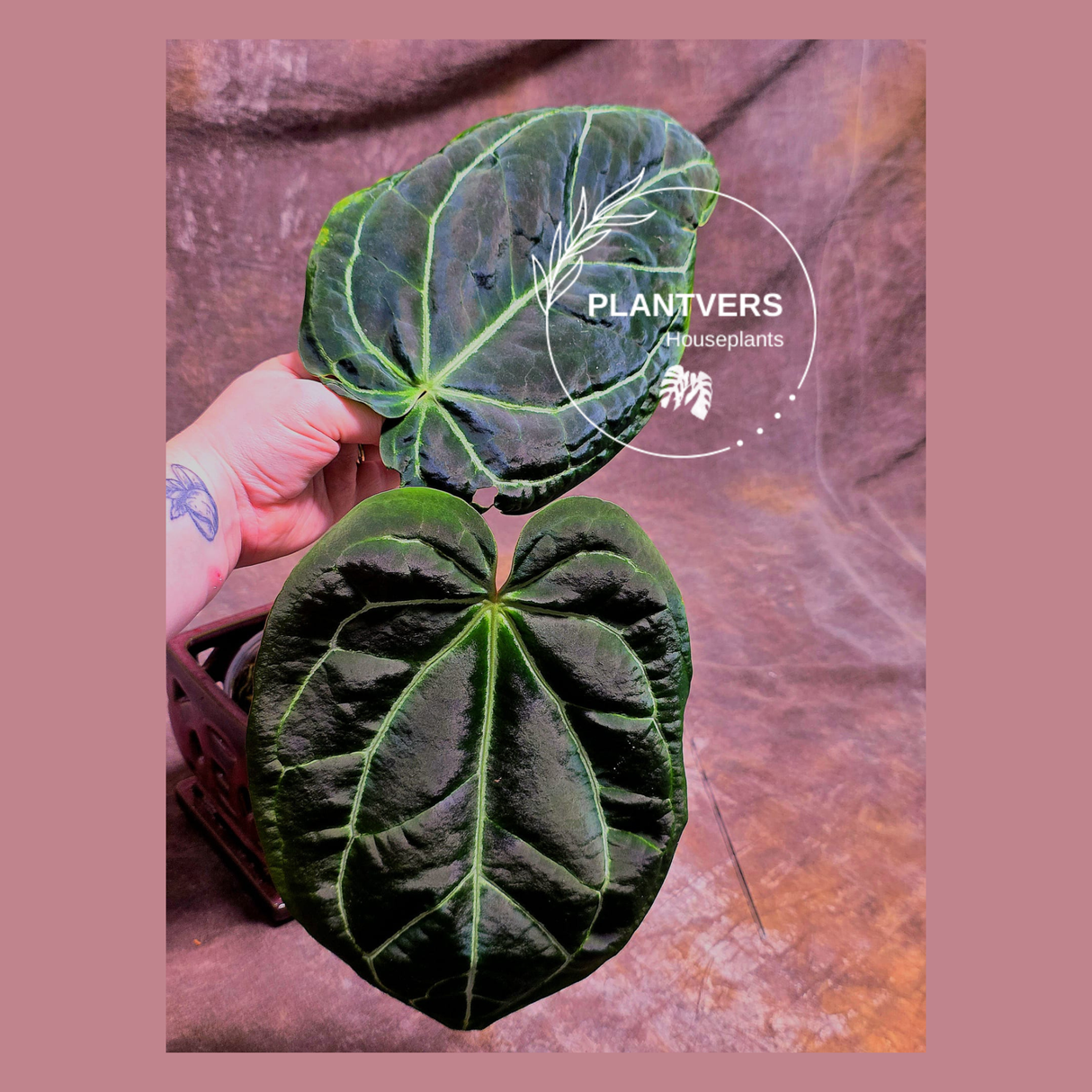 Anthurium Clarinervium Plant in a Nursery Pot - Live Anthurium Houseplant - Rare Aroids - Crystal Anthurium - Indoor Plant - US Seller