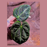 Anthurium Clarinervium Plant in a Nursery Pot - Live Anthurium Houseplant - Rare Aroids - Crystal Anthurium - Indoor Plant - US Seller