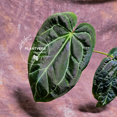 Anthurium Clarinervium Plant in a Nursery Pot - Live Anthurium Houseplant - Rare Aroids - Crystal Anthurium - Indoor Plant - US Seller