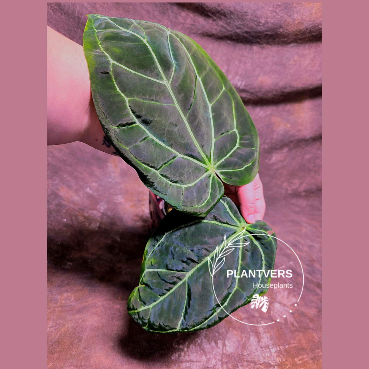 Anthurium Clarinervium Plant in a Nursery Pot - Live Anthurium Houseplant - Rare Aroids - Crystal Anthurium - Indoor Plant - US Seller