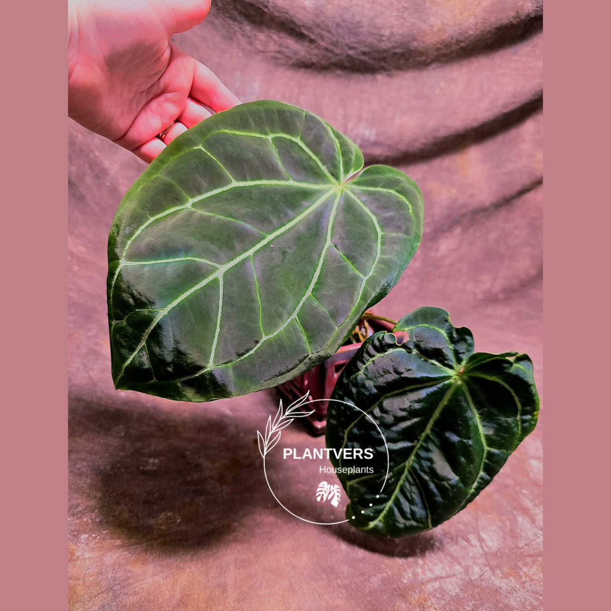 Anthurium Clarinervium Plant in a Nursery Pot - Live Anthurium Houseplant - Rare Aroids - Crystal Anthurium - Indoor Plant - US Seller