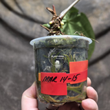 Anthurium Clarinervium Plant in a Nursery Pot - Live Anthurium Houseplant - Rare Aroids - Crystal Anthurium - Indoor Plant - US Seller