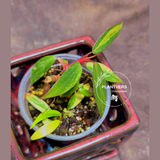 Variegated Philodendron Strawberry Shake - Super RARE Collector Plant - Philodendron Pink Plant - Live Indoor Plant - Exact Pot - US seller
