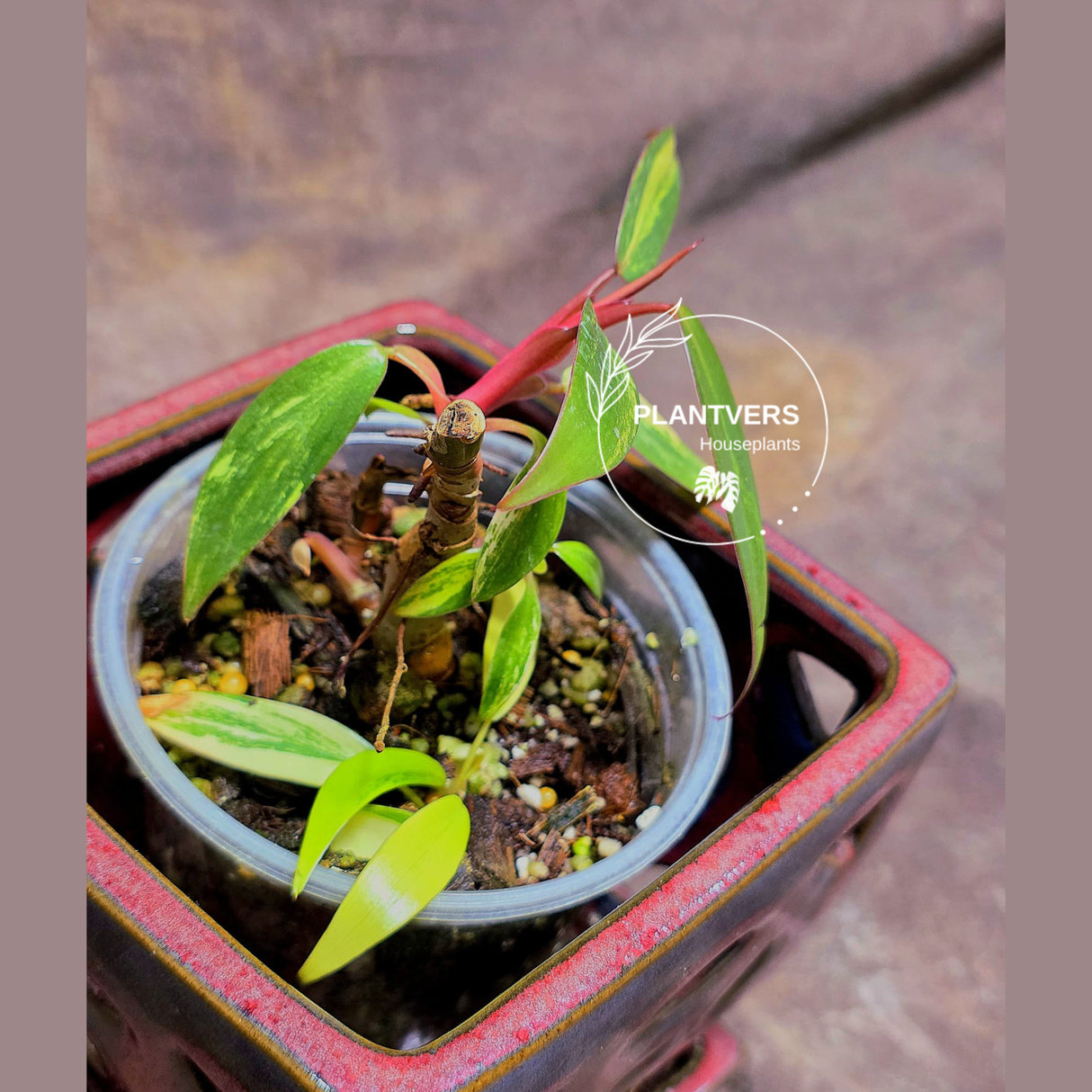 Variegated Philodendron Strawberry Shake - Super RARE Collector Plant - Philodendron Pink Plant - Live Indoor Plant - Exact Pot - US seller