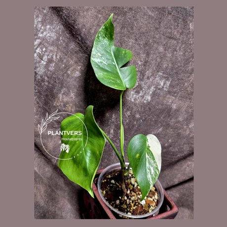 Variegated Monstera Albo - Rare White Monstera Borsigiana Baby Leaf EXACT Plant - US Seller