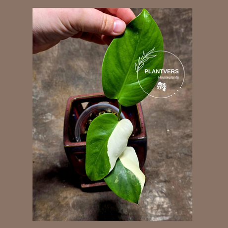 Variegated Monstera Albo - Rare White Monstera Borsigiana Baby Leaf EXACT Plant - US Seller