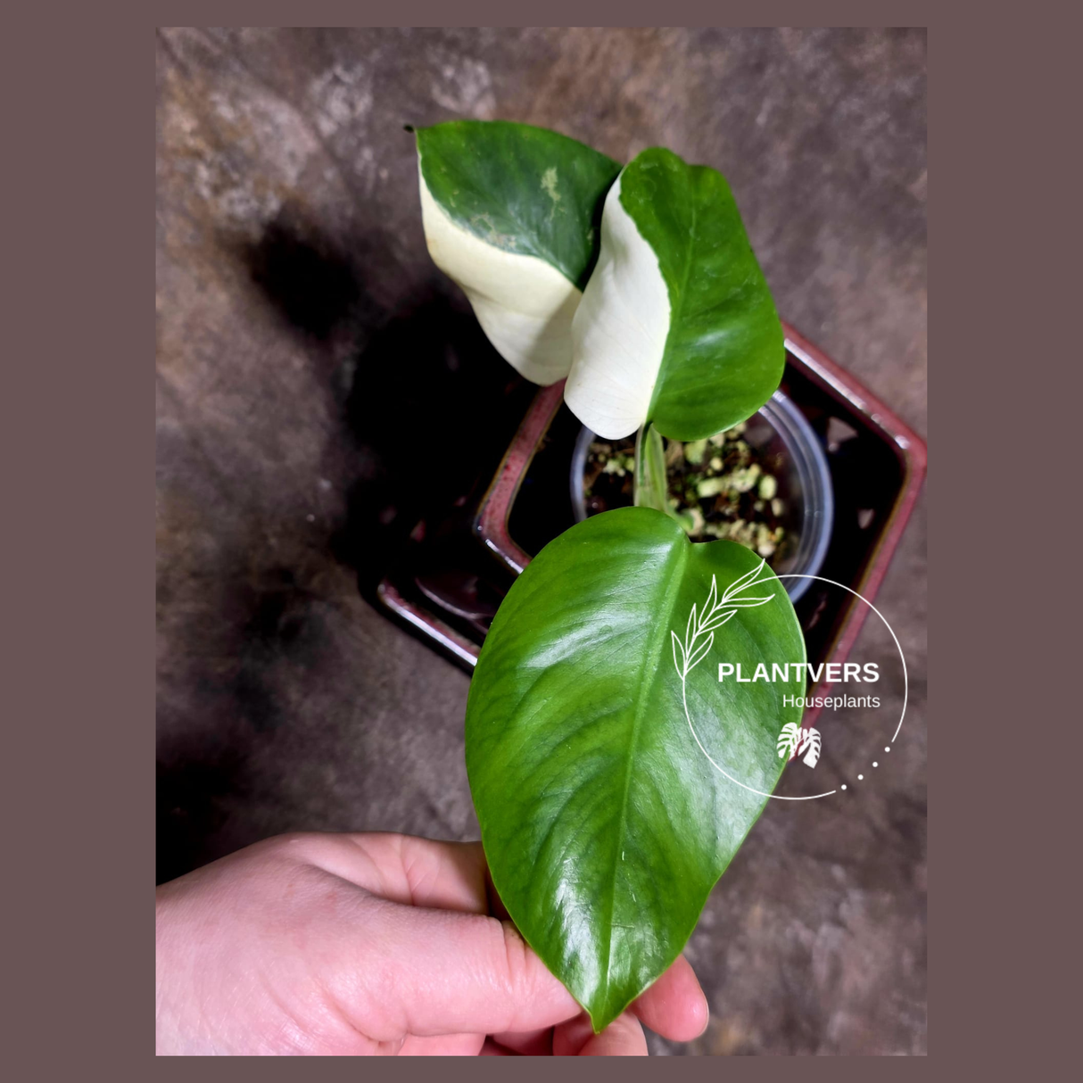 Variegated Monstera Albo - Rare White Monstera Borsigiana Baby Leaf EXACT Plant - US Seller