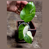 Variegated Monstera Albo - Rare White Monstera Borsigiana Baby Leaf EXACT Plant - US Seller