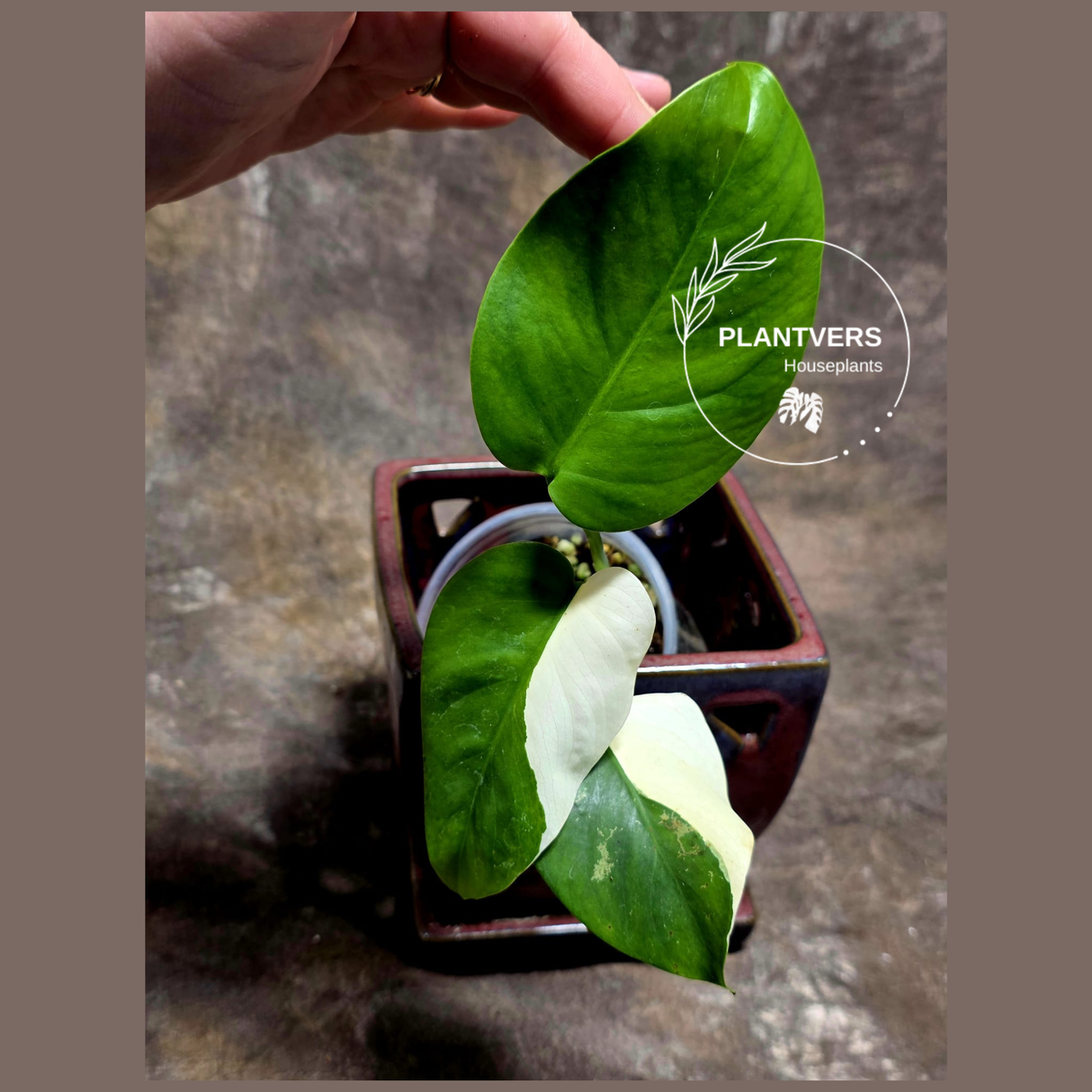 Variegated Monstera Albo - Rare White Monstera Borsigiana Baby Leaf EXACT Plant - US Seller