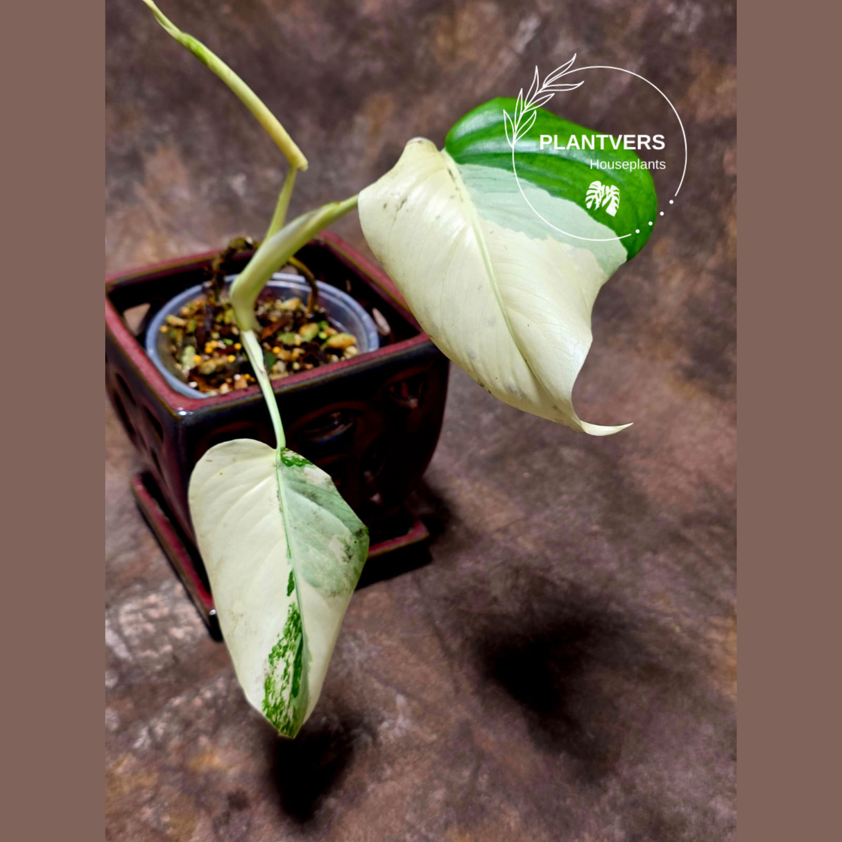 Variegated Monstera Albo - Rare White Monstera Borsigiana Albo Baby Leaf Plant - EXACT Plant - US Seller