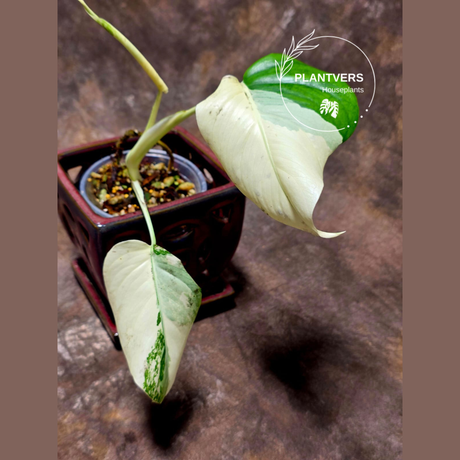 Variegated Monstera Albo - Rare White Monstera Borsigiana Albo Baby Leaf Plant - EXACT Plant - US Seller