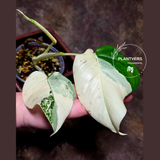 Variegated Monstera Albo - Rare White Monstera Borsigiana Albo Baby Leaf Plant - EXACT Plant - US Seller
