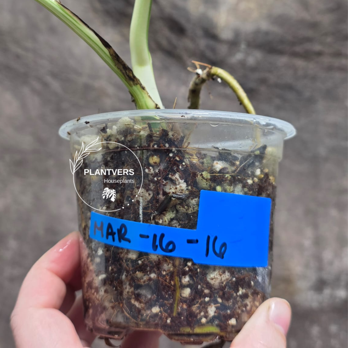 Variegated Monstera Albo - Rare White Monstera Borsigiana Albo Baby Leaf Plant - EXACT Plant - US Seller