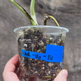 Variegated Monstera Albo - Rare White Monstera Borsigiana Albo Baby Leaf Plant - EXACT Plant - US Seller
