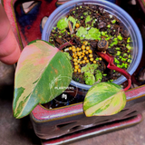 Variegated Philodendron Strawberry Shake Exact Plant - Rare Collector Plant - Exact Same Plant - US Seller