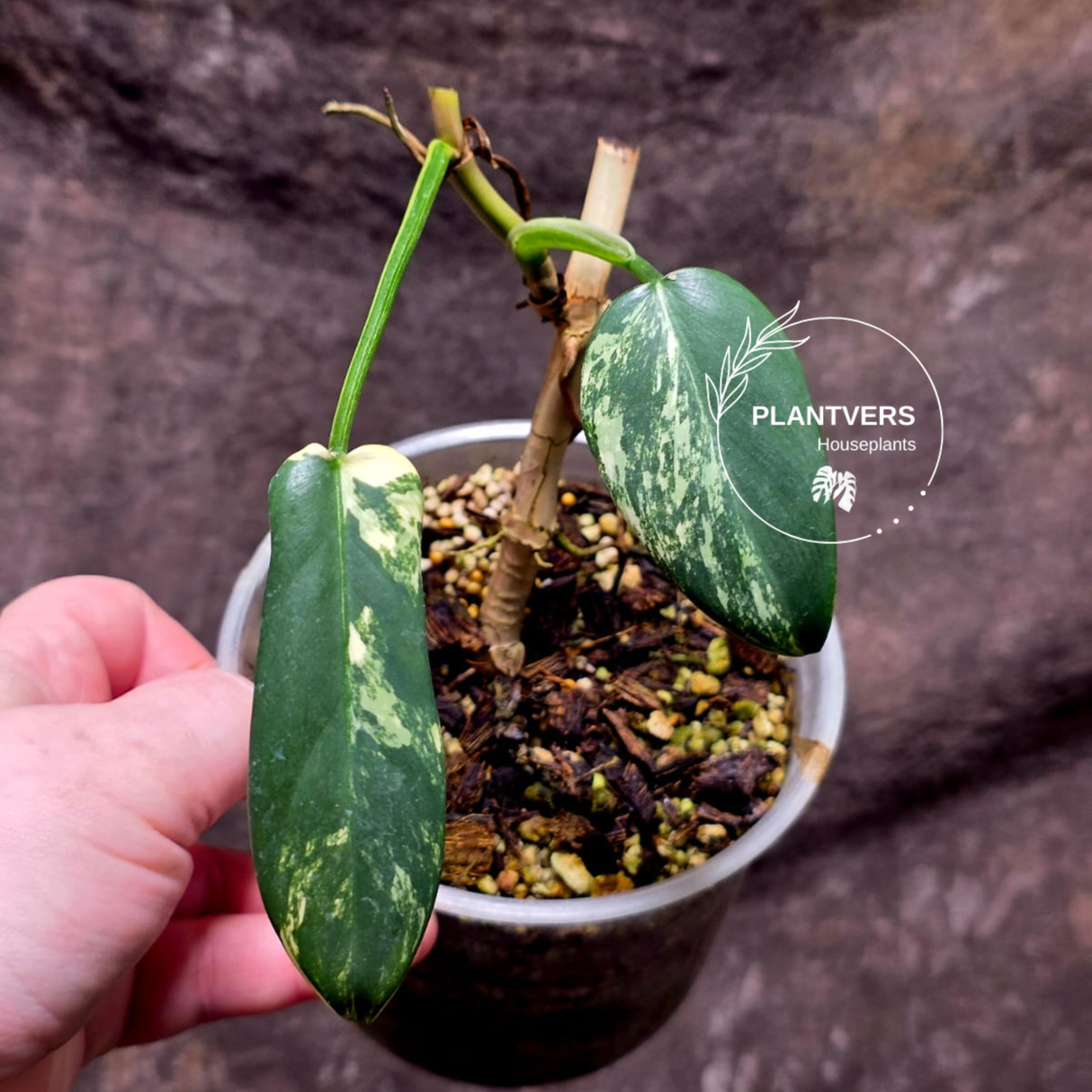 Variegated Philodendron Bipennifolium - Collector's Aroid - Exact SAME Live Plant - US Seller