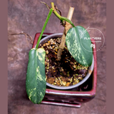 Variegated Philodendron Bipennifolium - Collector's Aroid - Exact SAME Live Plant - US Seller