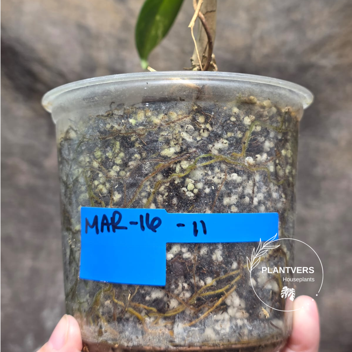 Variegated Philodendron Bipennifolium - Collector's Aroid - Exact SAME Live Plant - US Seller