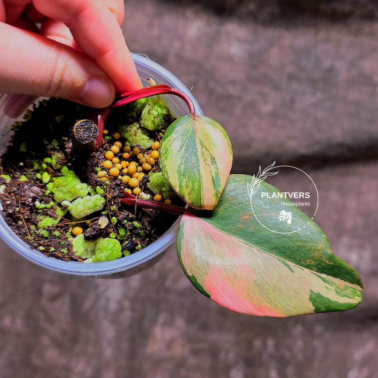 Variegated Philodendron Strawberry Shake Exact Plant - Rare Collector Plant - Exact Same Plant - US Seller