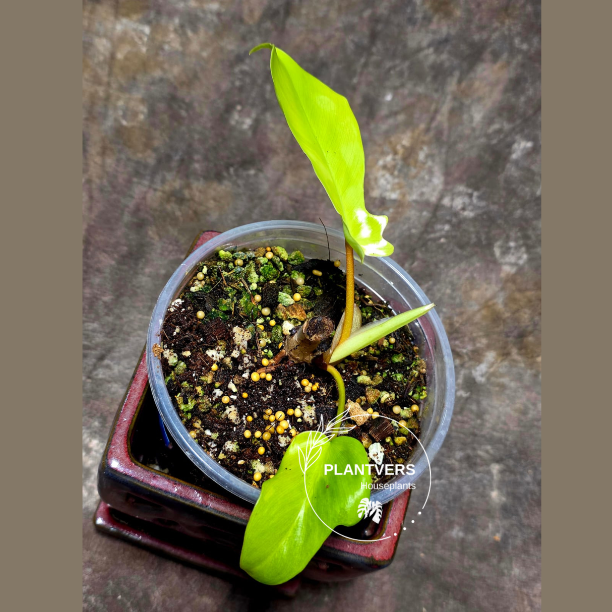 Variegated Philodendron Florida Beauty in a Nursery Pot - Rare Collector Plant - Exact Plant - US Seller