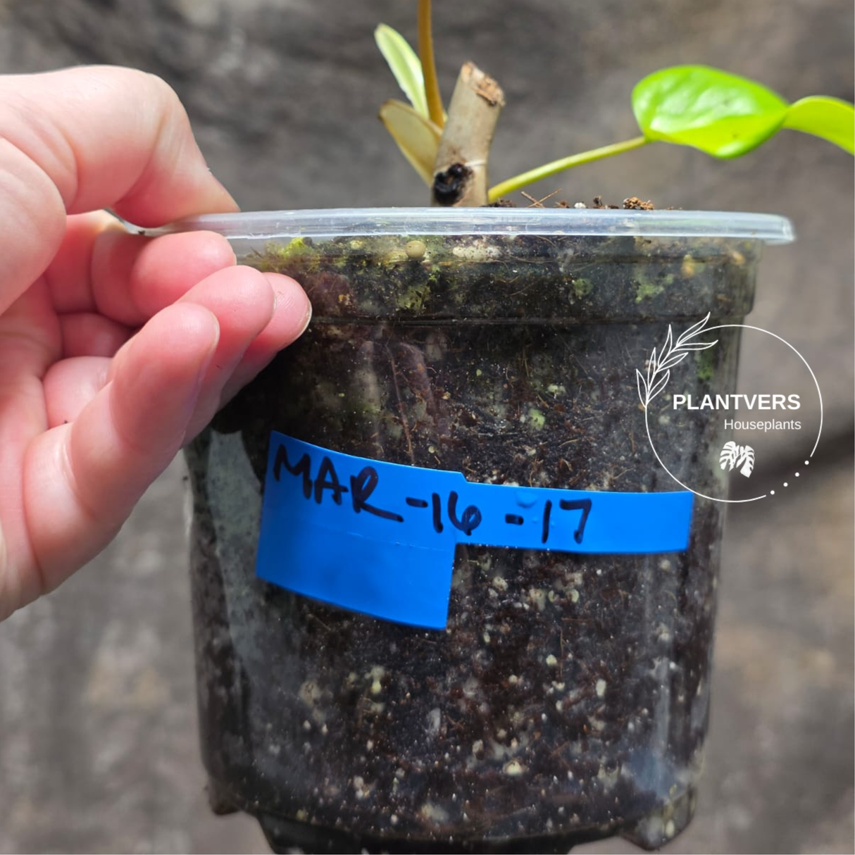 Variegated Philodendron Florida Beauty in a Nursery Pot - Rare Collector Plant - Exact Plant - US Seller