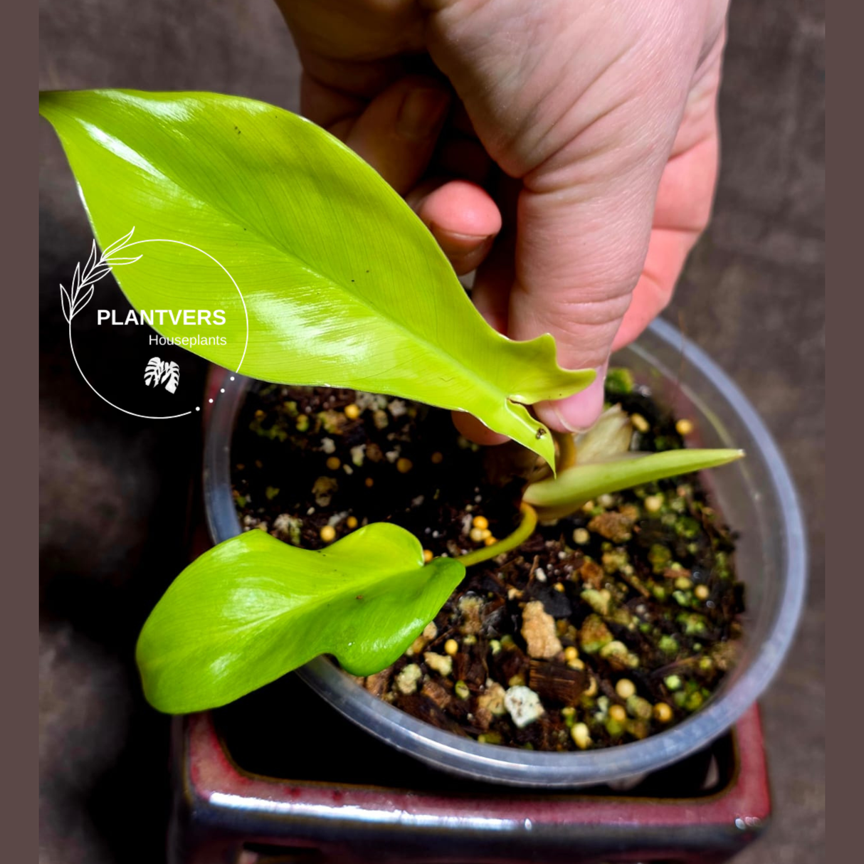 Variegated Philodendron Florida Beauty in a Nursery Pot - Rare Collector Plant - Exact Plant - US Seller