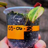 Variegated Philodendron Strawberry Shake Exact Plant - Rare Collector Plant - Exact Same Plant - US Seller