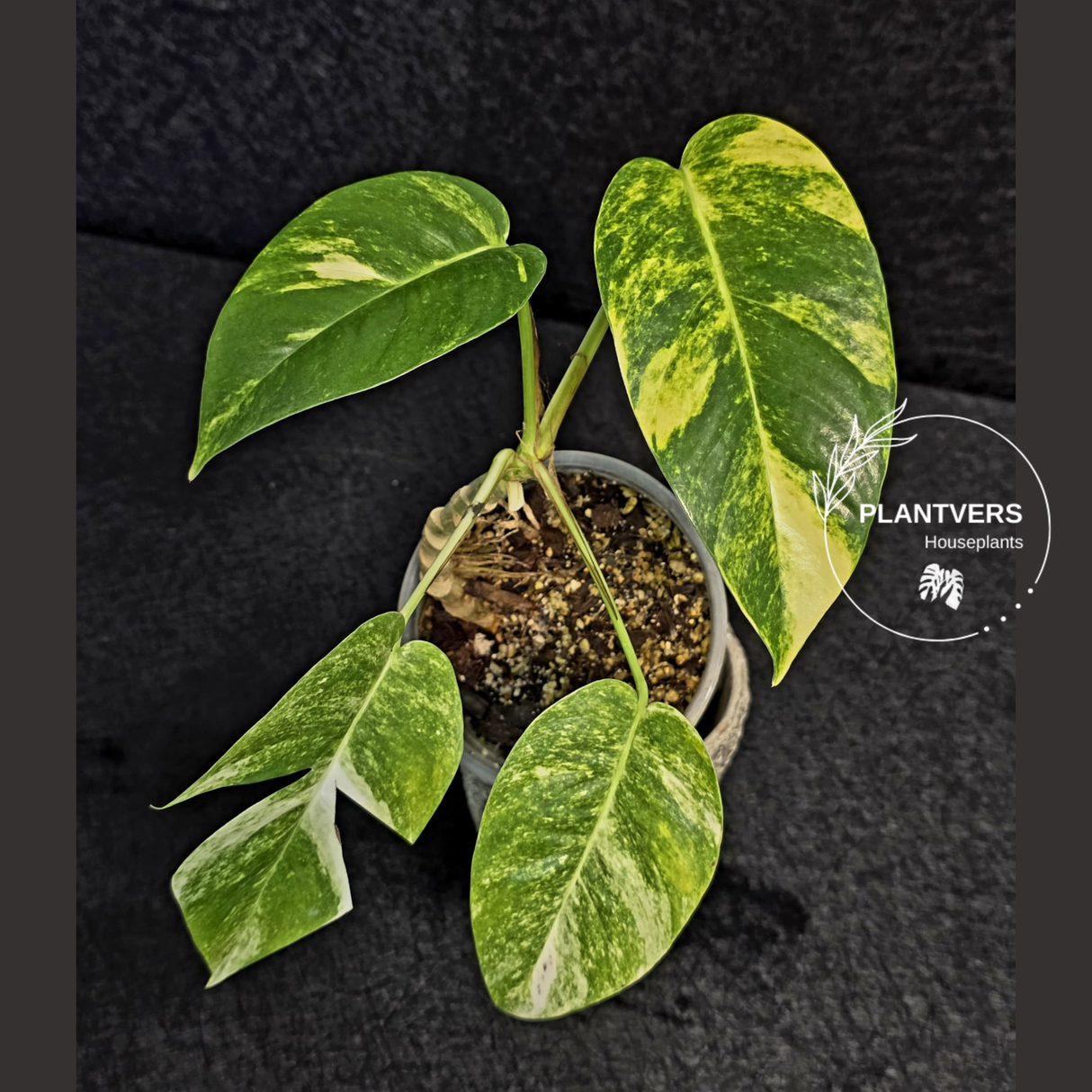 Variegated Epipremnum Yellow Golden Flame - Collector Rare Exact Plant - US Seller