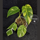 Variegated Epipremnum Yellow Golden Flame - Collector Rare Exact Plant - US Seller