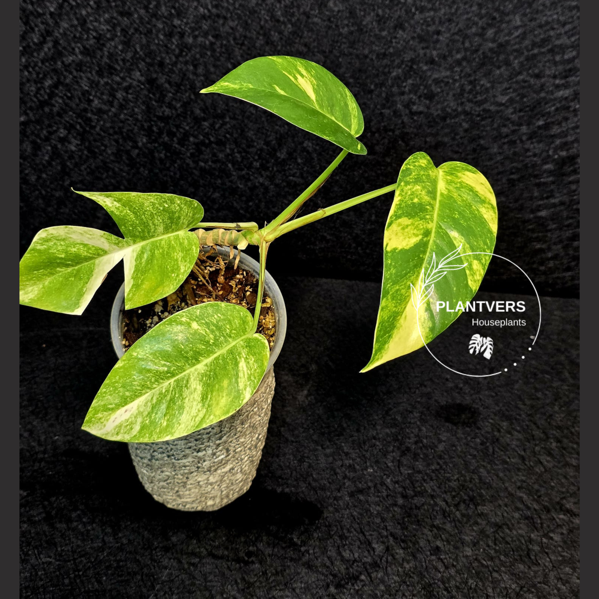 Variegated Epipremnum Yellow Golden Flame - Collector Rare Exact Plant - US Seller