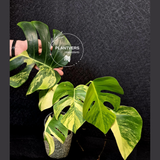 Monstera Aurea Variegated Borsigiana - Rare Monstera Marmota large form - Exact SAME Plant - US Seller