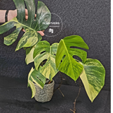 Monstera Aurea Variegated Borsigiana - Rare Monstera Marmota large form - Exact SAME Plant - US Seller