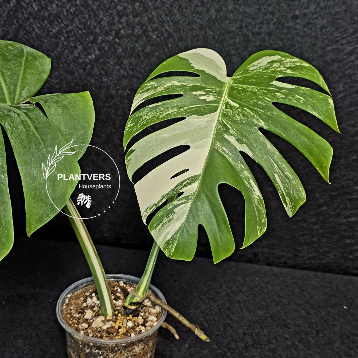 Variegated Monstera Albo Live Plant - Rare White Monstera Borsigiana large forms - Beginners Plant - EXACT Same Plant - US Seller