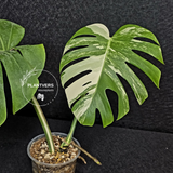 Variegated Monstera Albo Live Plant - Rare White Monstera Borsigiana large forms - Beginners Plant - EXACT Same Plant - US Seller