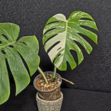Variegated Monstera Albo Live Plant - Rare White Monstera Borsigiana large forms - Beginners Plant - EXACT Same Plant - US Seller