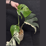 Rare Variegated Monstera Albo Live Plant - White Albo Borsigiana Mature Plant - Large Form - Exact Same Plant - US Seller
